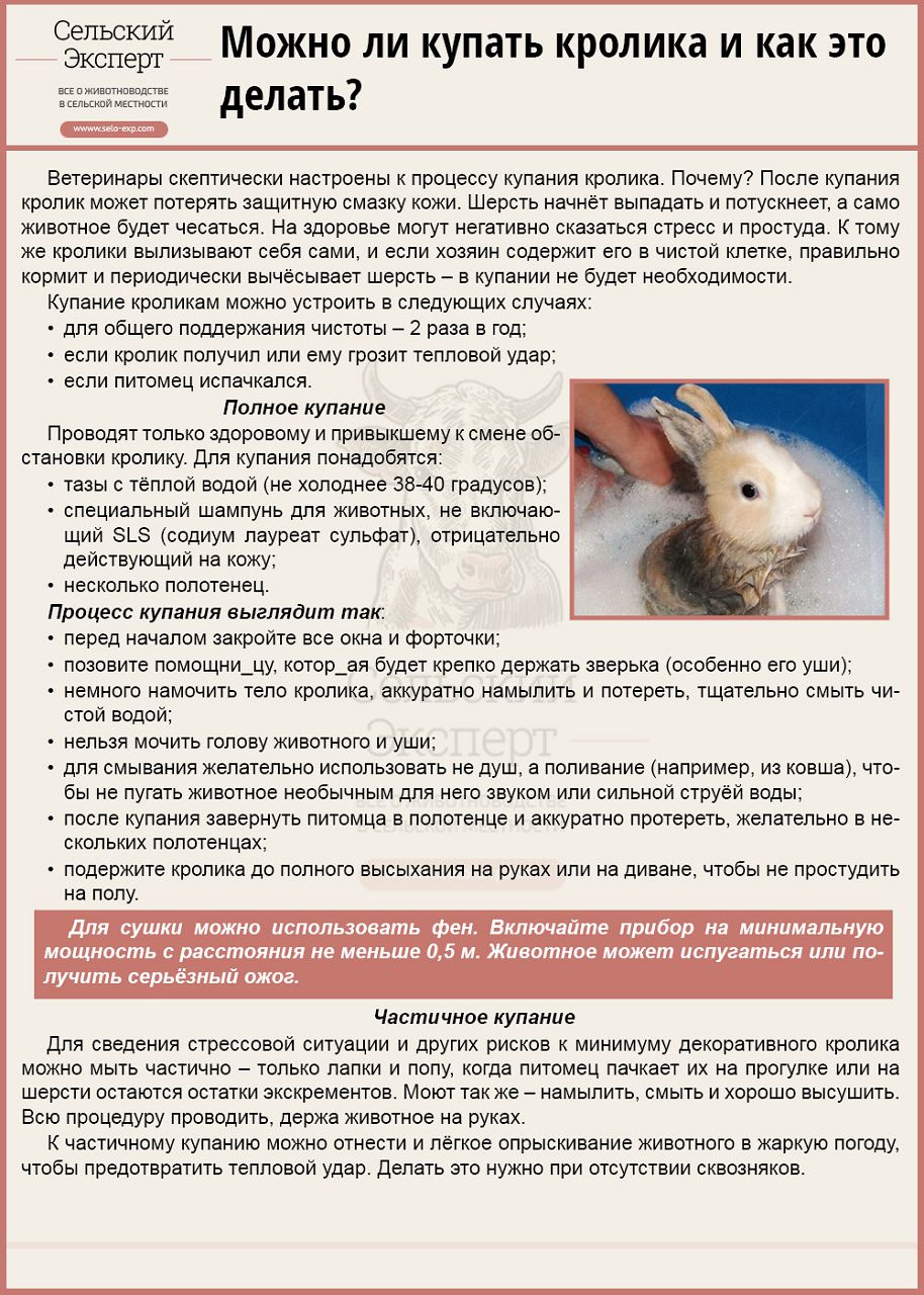 Чем можно кормить домашнего кролика. Чем кормить декоративного кролика в домашних условиях. Купание кролика декоративного.