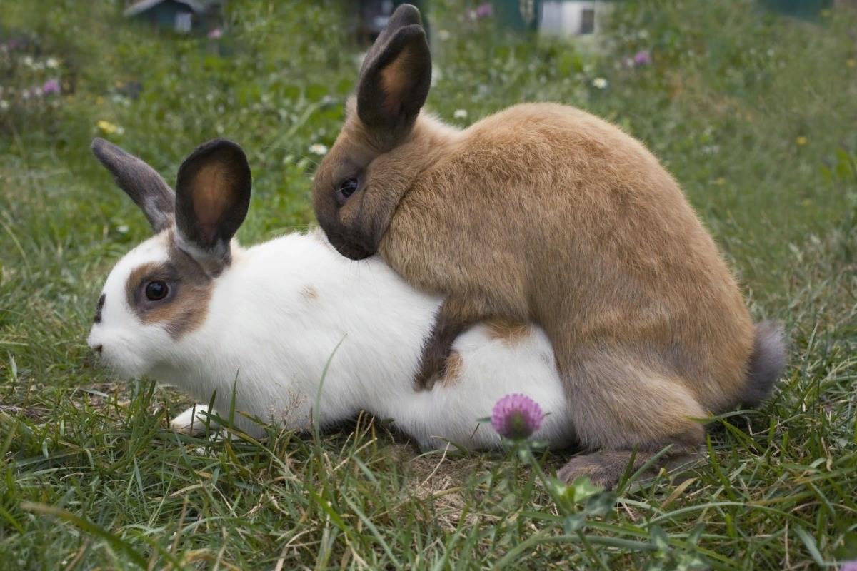 Половое спаривание. Кролики размножаются. Спаривание кроликов. Кролики совокупляются. Сношающиеся кролики.