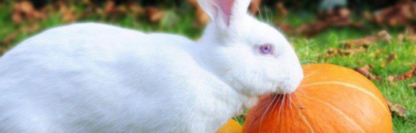Переваги кабачків у раціоні кролів