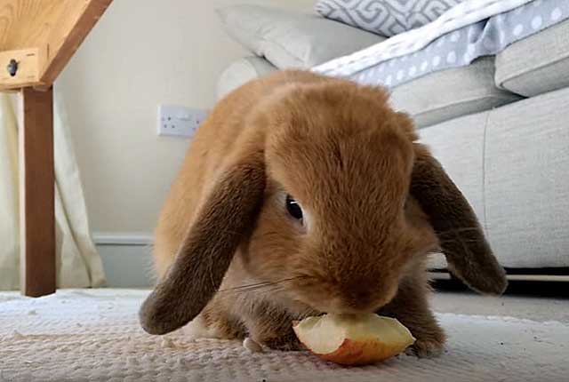 Яблоки кроликам можно давать. Кролик ест яблоко. Кролик с яблоками. Зайка кролик с яблоком. Кролик с грушей.